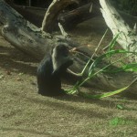 monkey eating corn stalk