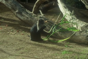 monkey eating corn stalk