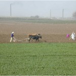 oxen plowing a field