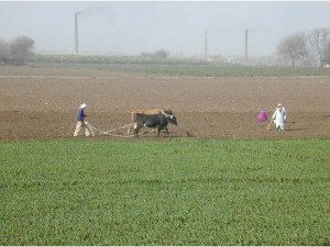 oxen plowing a field