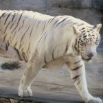 malnourished white tiger