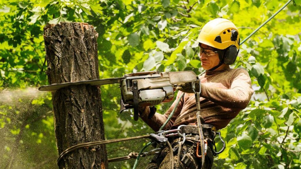 Tree Removal