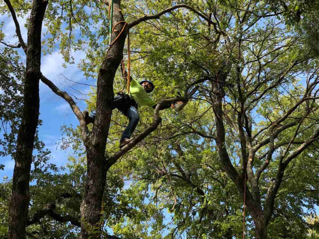 Tree Removal
