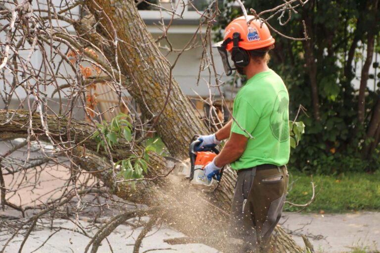 Tree Removal
