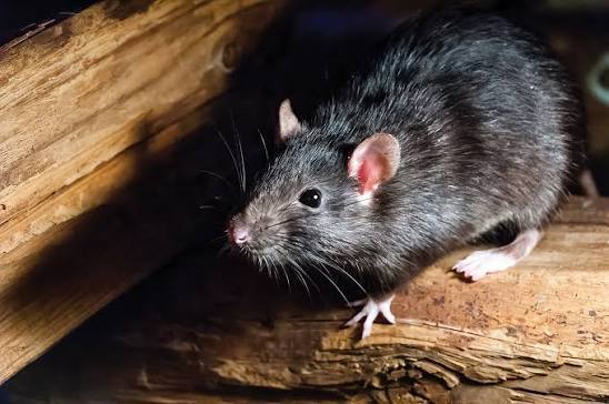 Exterminate Rats