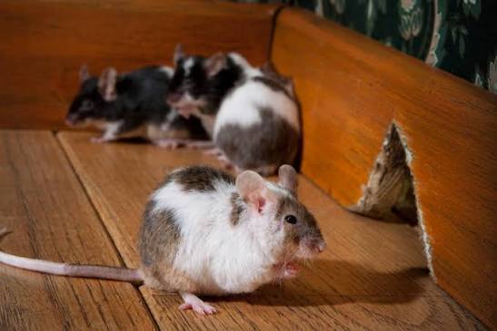 Exterminate Rats