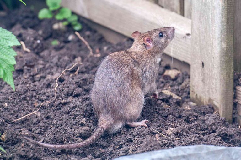 Exterminate Rats