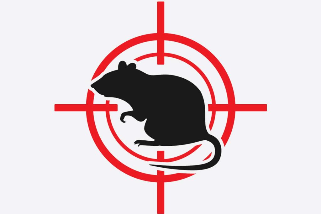 Professional Rat Pest Control