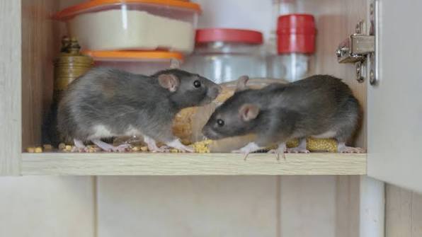 Professional Rat Pest Control