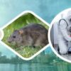 Do I Need Professional Rat Pest Control or Can I Handle It Myself?
