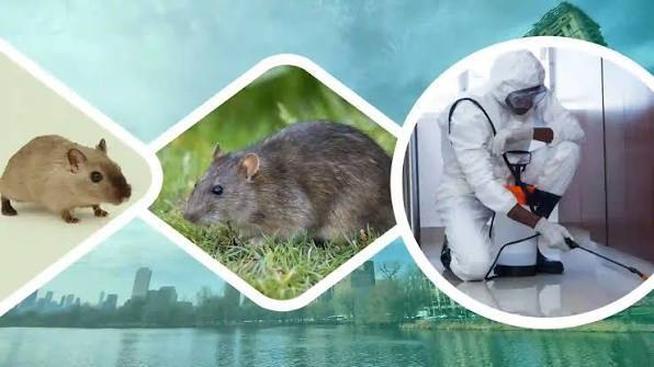 Professional Rat Pest Control