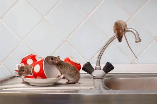 Professional Rat Pest Control