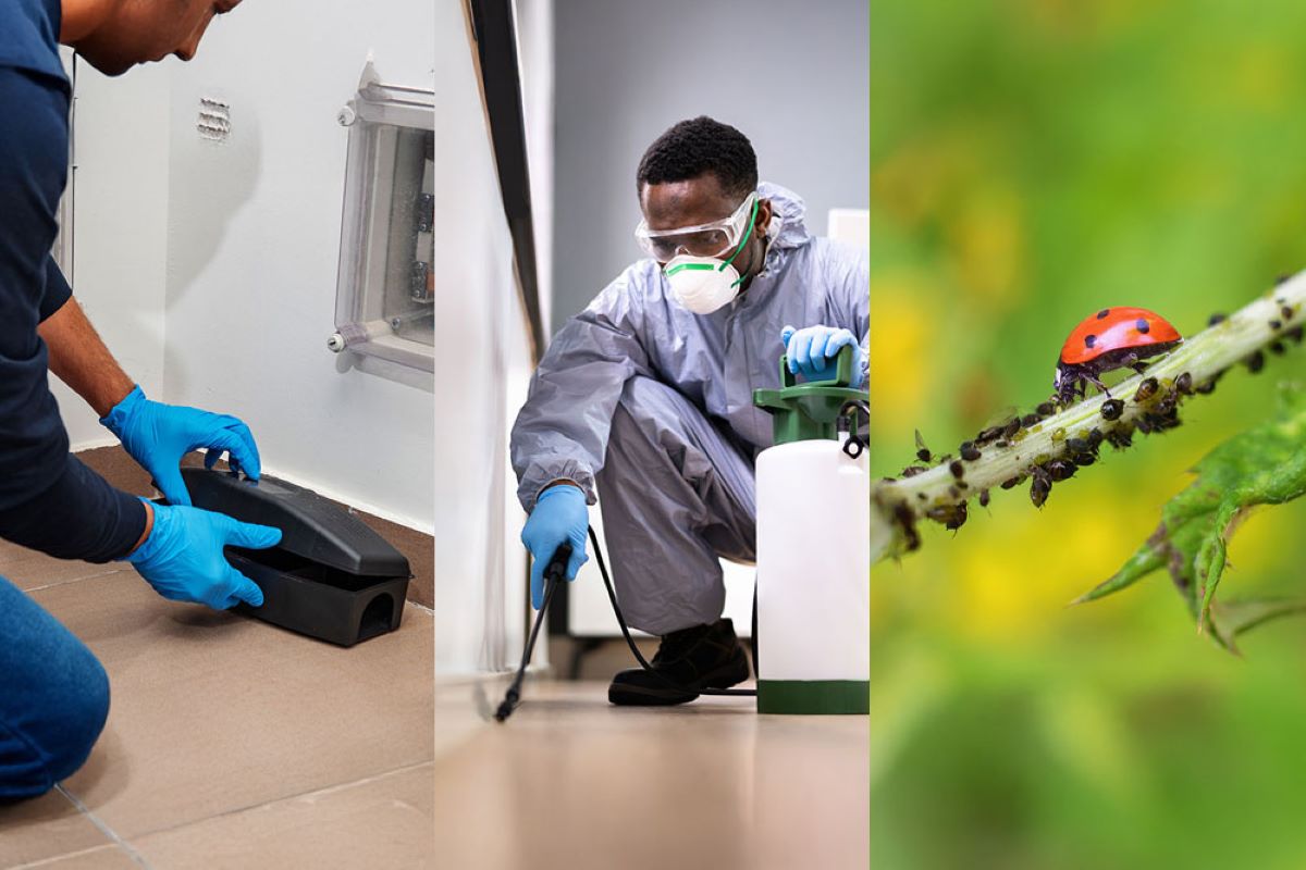 pest inspection sydney