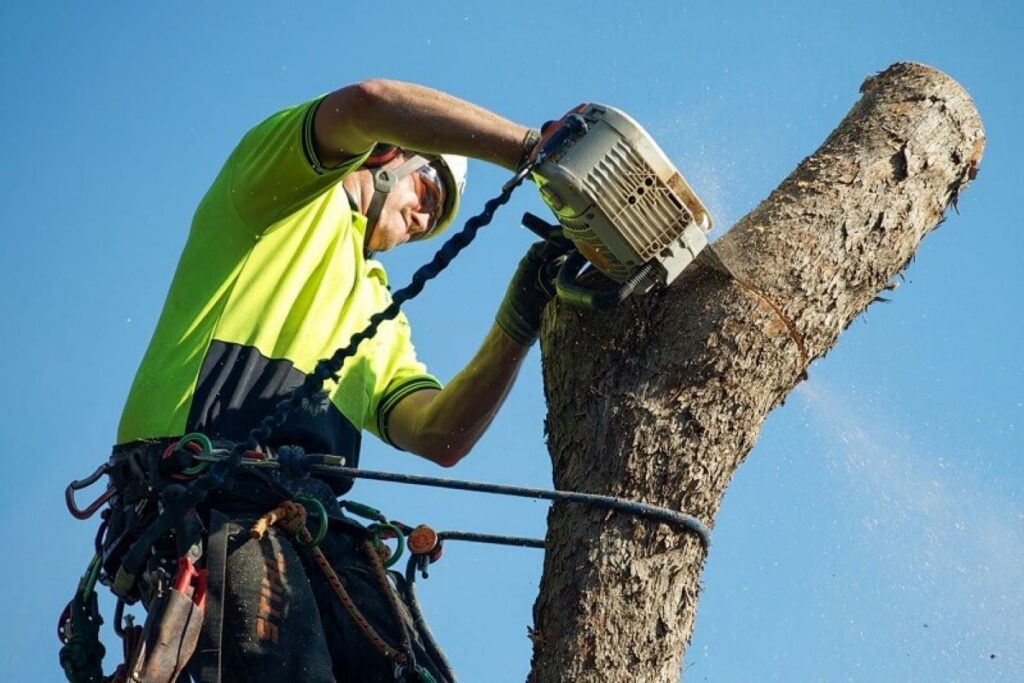 Cheltenham tree removal
