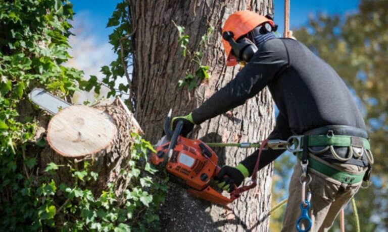 Cheltenham tree removal