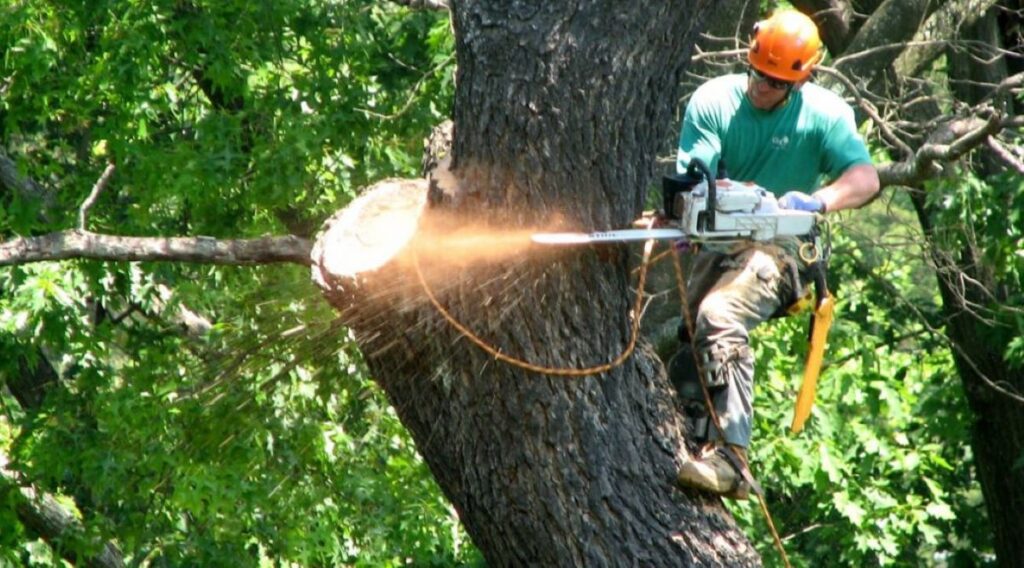 Cheltenham tree removal
